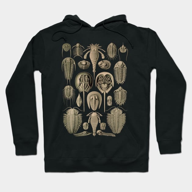 Ernst Haeckel Aspidonia Hoodie by dudepal